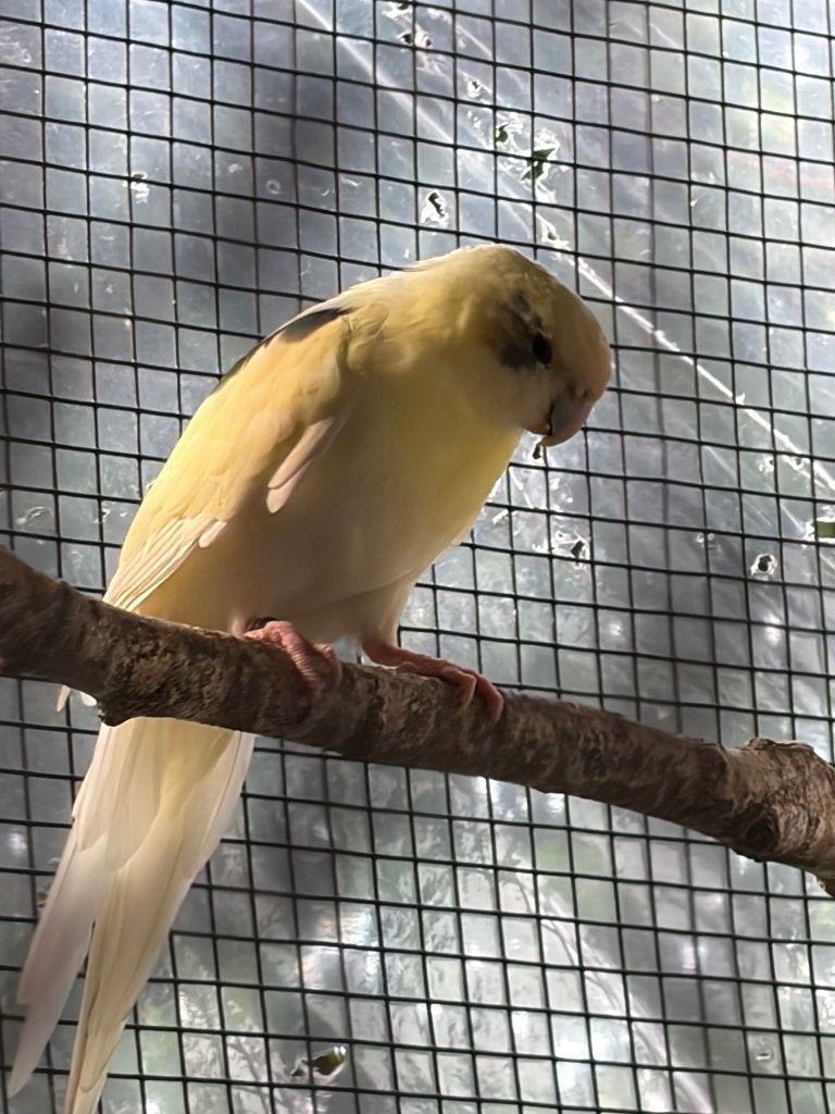 Kakariki koppel, Meerdere dieren, Papegaai, Geringd
