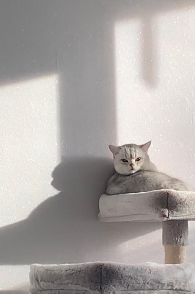 Britse korthaar, Dieren en Toebehoren, Kater, Ontwormd, 0 tot 2 jaar