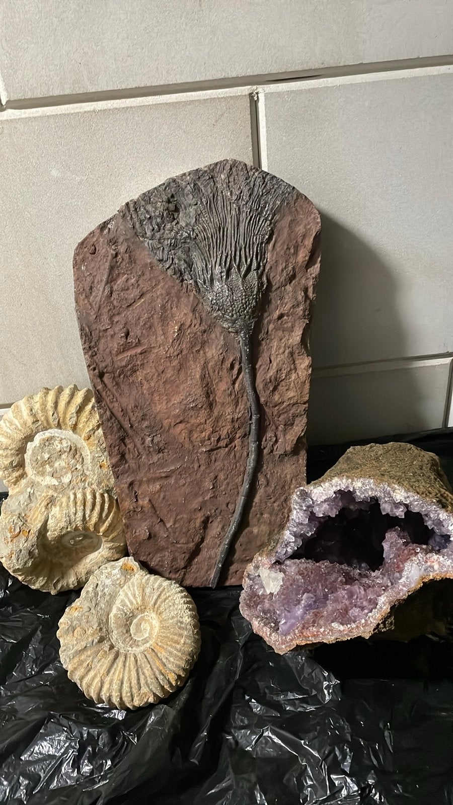 Diverse collectie fossielen en mineralen, Ophalen, Fossiel