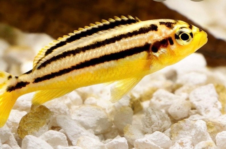 2 Melanochromis auratus gratis, Dieren en Toebehoren, Vis, Zoetwatervis