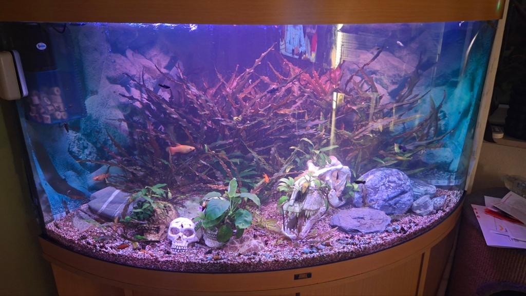 Trigon 350, Dieren en Toebehoren, Vissen | Aquaria en Toebehoren, Ophalen of Verzenden