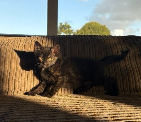 Lapjes/zwarte kitten te koop, Poes, Kortharig, 0 tot 2 jaar