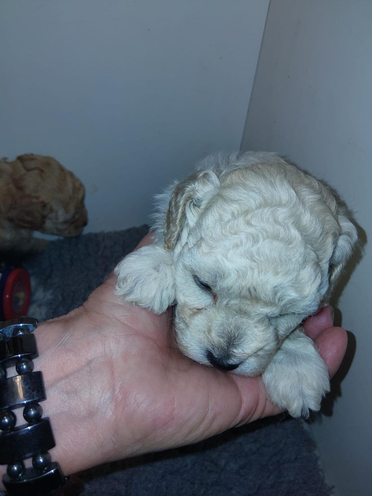 toypoedel pups, Poedel, Parvo, Reu, 8 tot 15 weken