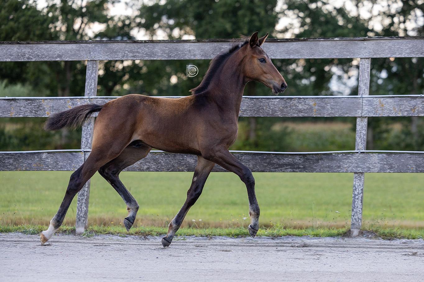 Super knap hengstveulen v. Tiger van’t Ruytershof, Dieren en Toebehoren, Springpaard, Met stamboom, 0 tot 2 jaar, Hengst