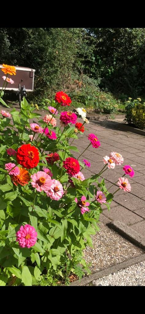 Zinnia stekjes mix - Kleurrijke Bloemen, Ophalen, Voorjaar, Volle zon, Zaad