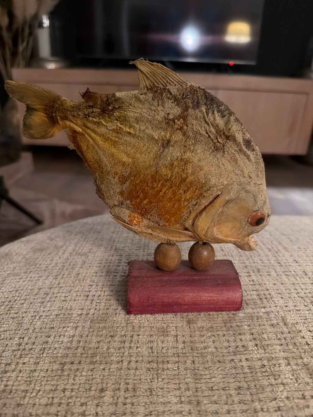 Opgezette Piranha op standaard  antiek, Ophalen of Verzenden