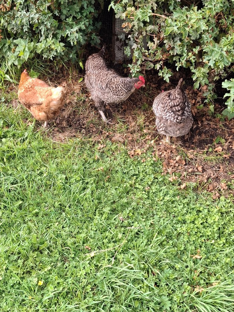 Kippen te koop, Dieren en Toebehoren, Vrouwelijk, Kip
