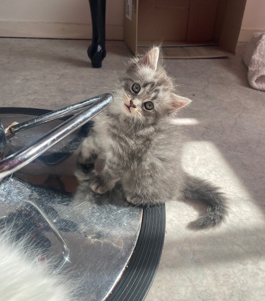 Mooie lieve maincoon perzische kittens, Dieren en Toebehoren, Meerdere dieren, Ontwormd, 0 tot 2 jaar