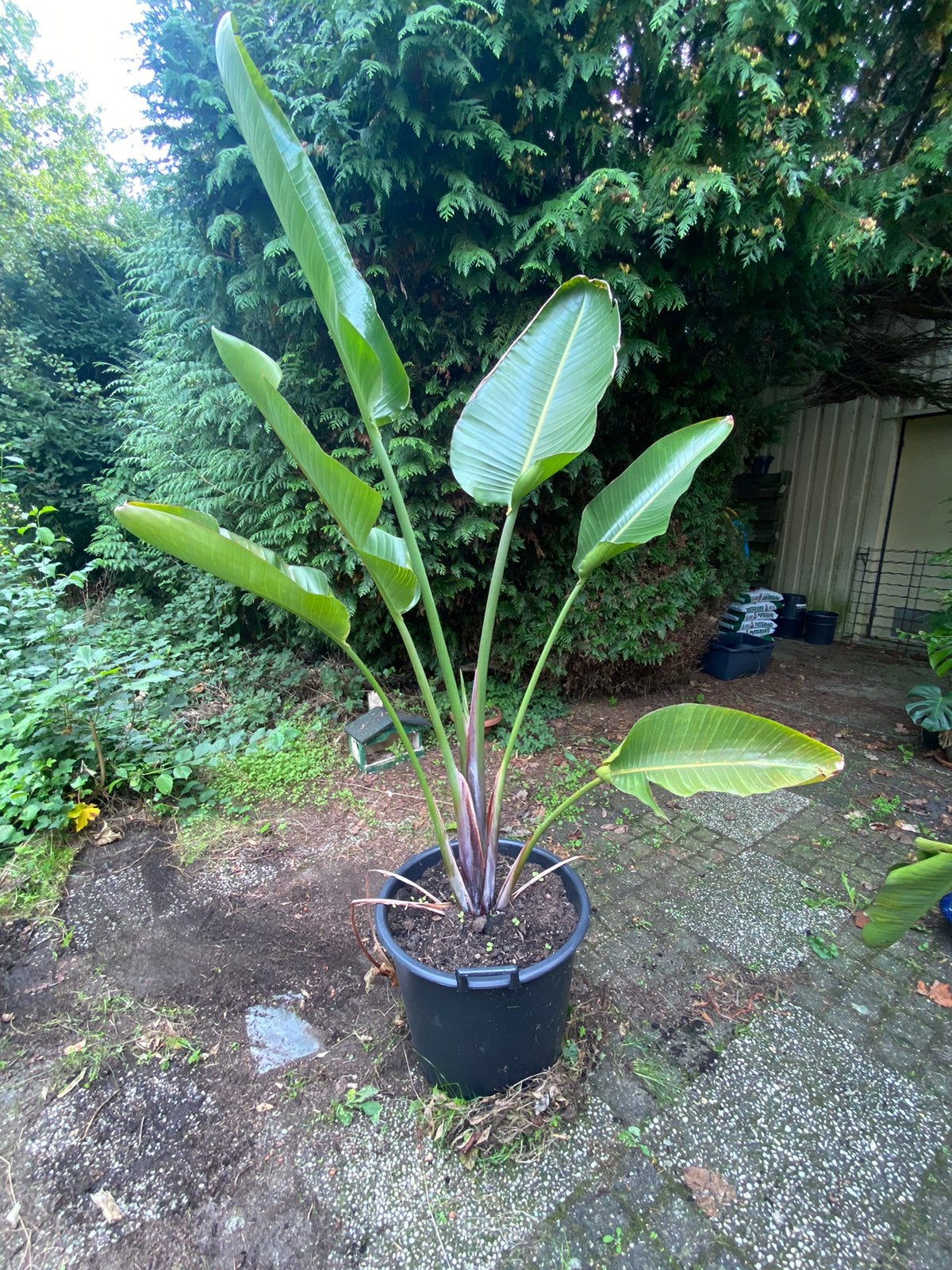 Paradijsvogel plant Strelitzia 220 cm, Ophalen, Overige soorten, Volle zon