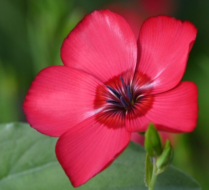 Zaden rode Vlas -  Linum rubrum grandiflorum, Verzenden, Voorjaar, Volle zon, Zaad