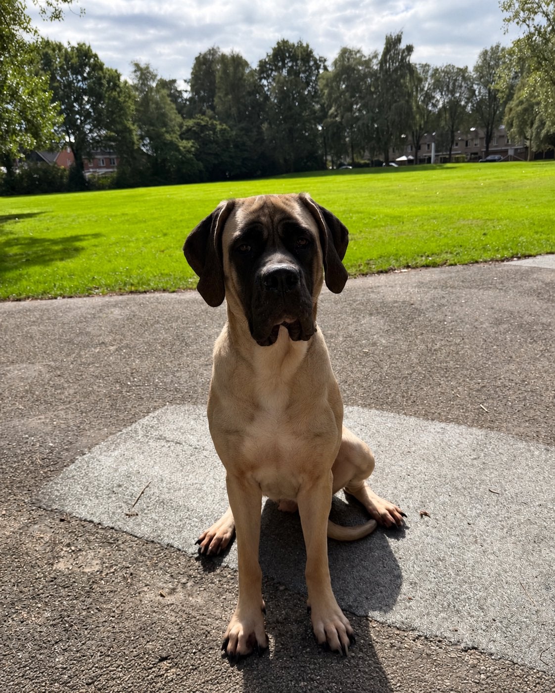Mastiff, Parvo, Overige rassen, 1 tot 2 jaar, Teef