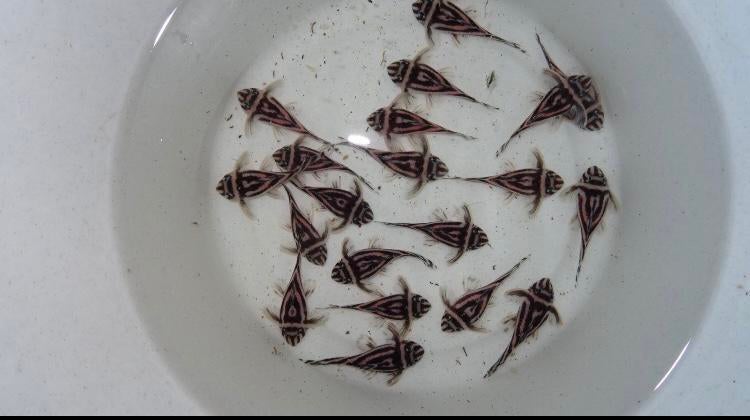 Gezocht: L46/L046 Hypancistrus Zebra Volwassen Vrouwen, Vis