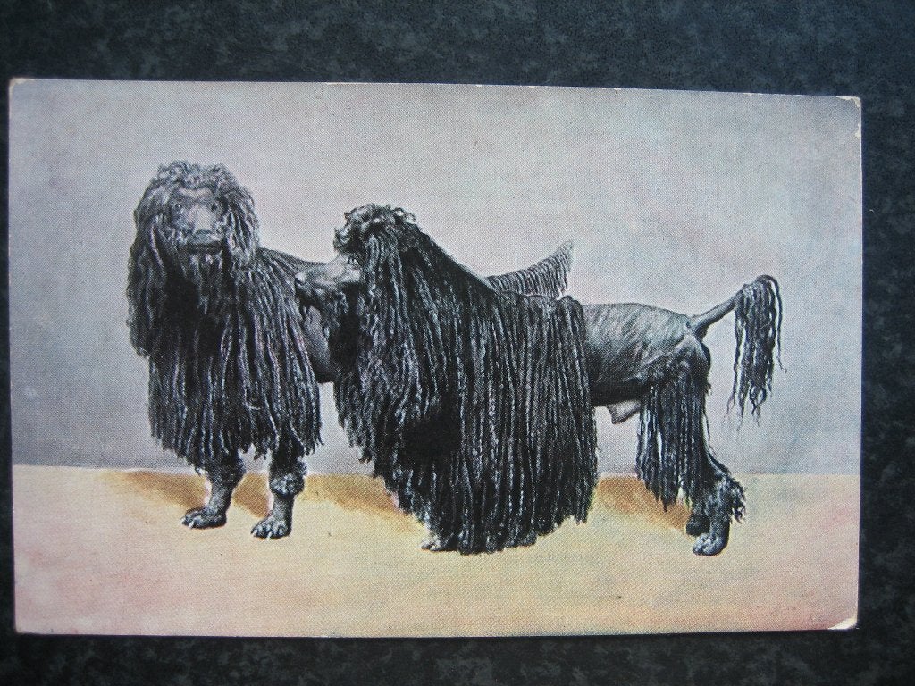 Honden 2 poedels, Ophalen of Verzenden, Voor 1920, Hond of Kat