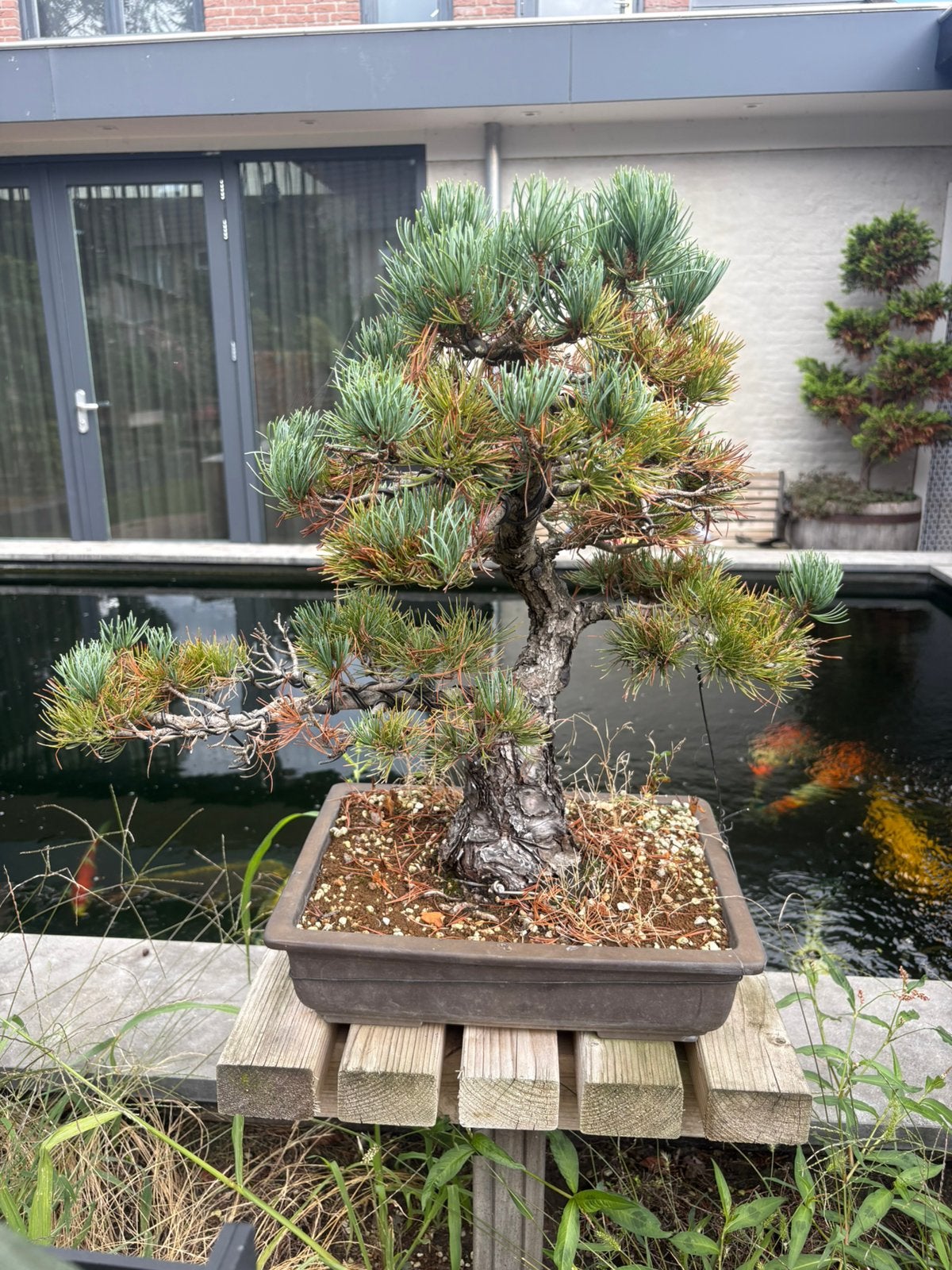 Bonsai white den, Ophalen, Halfschaduw, Overige soorten