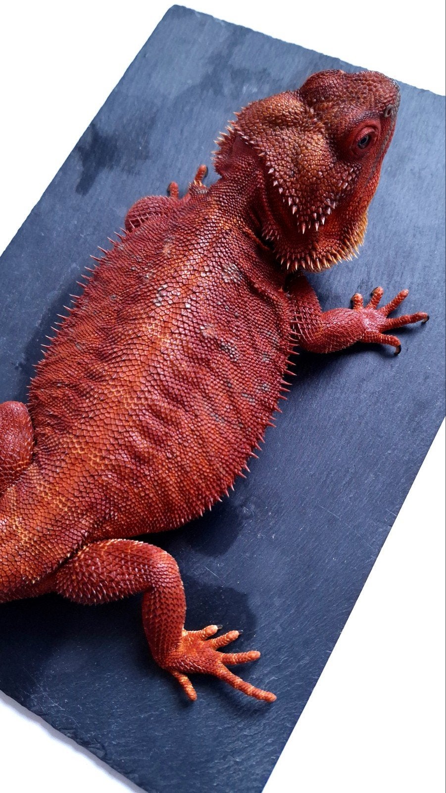 100% Red Monster Leatherback Baardagaam Man Bearded Dragon photo 4