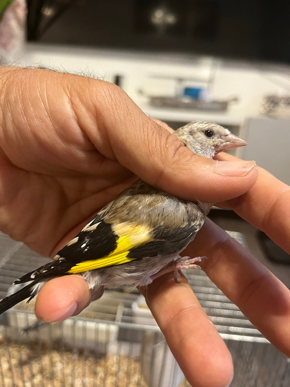 Mayoor putter baby, Dieren en Toebehoren, Vogels | Overige Vogels, Mannelijk, Wildzangvogel
