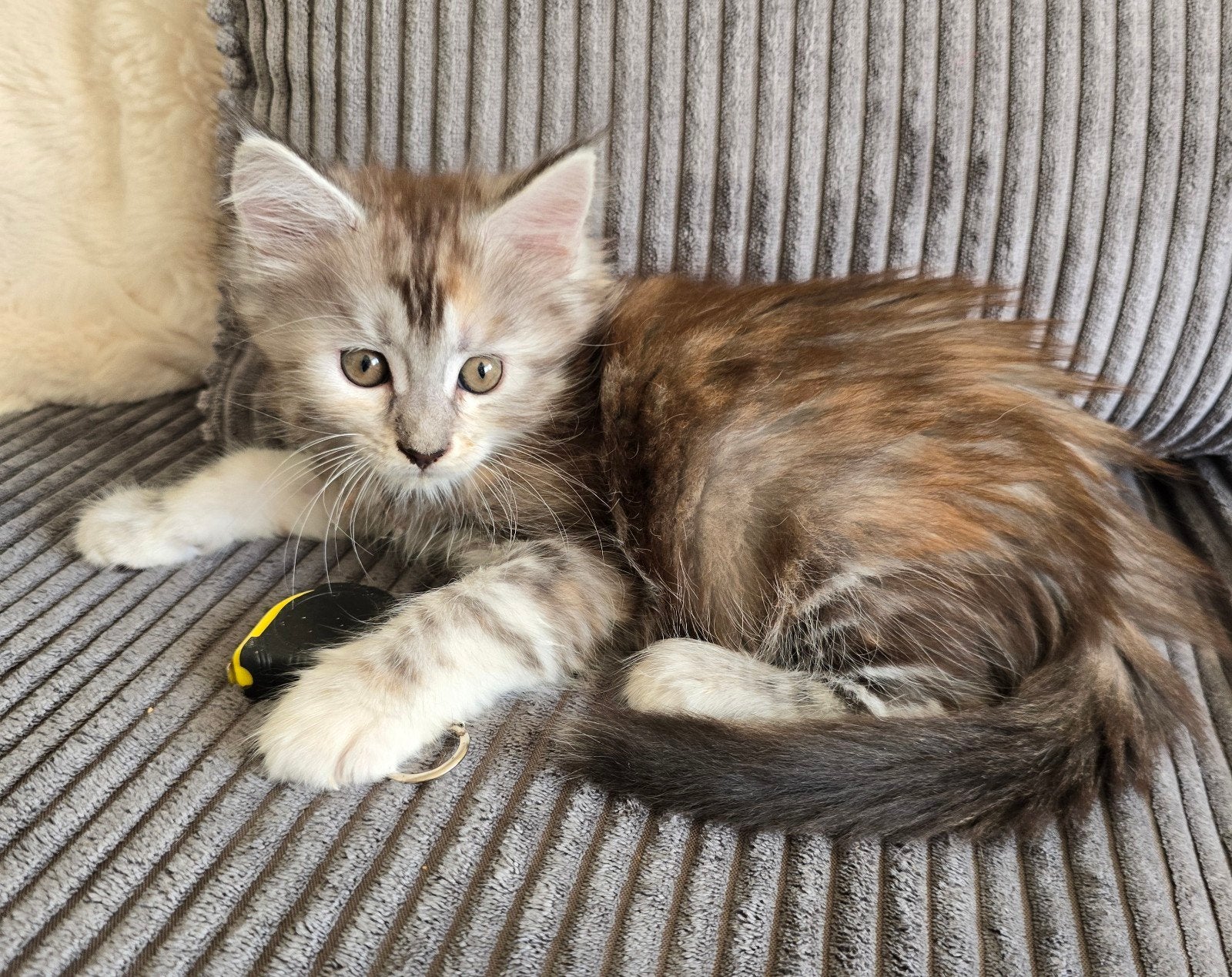 1 heel mooi mainecoon kitten met stamboom (poesje), Dieren en Toebehoren, Katten en Kittens | Raskatten | Langhaar, Poes, Met stamboom