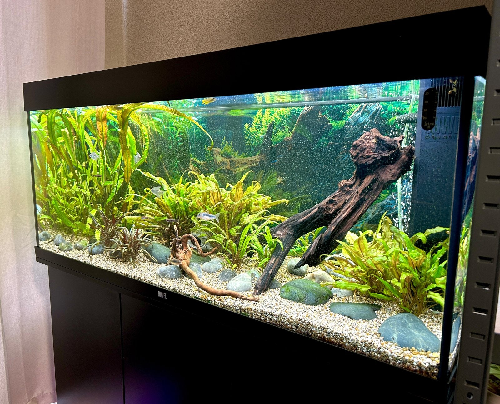 Complete Juwel Rio 240, Dieren en Toebehoren, Ophalen, Zo goed als nieuw, Gevuld zoetwateraquarium