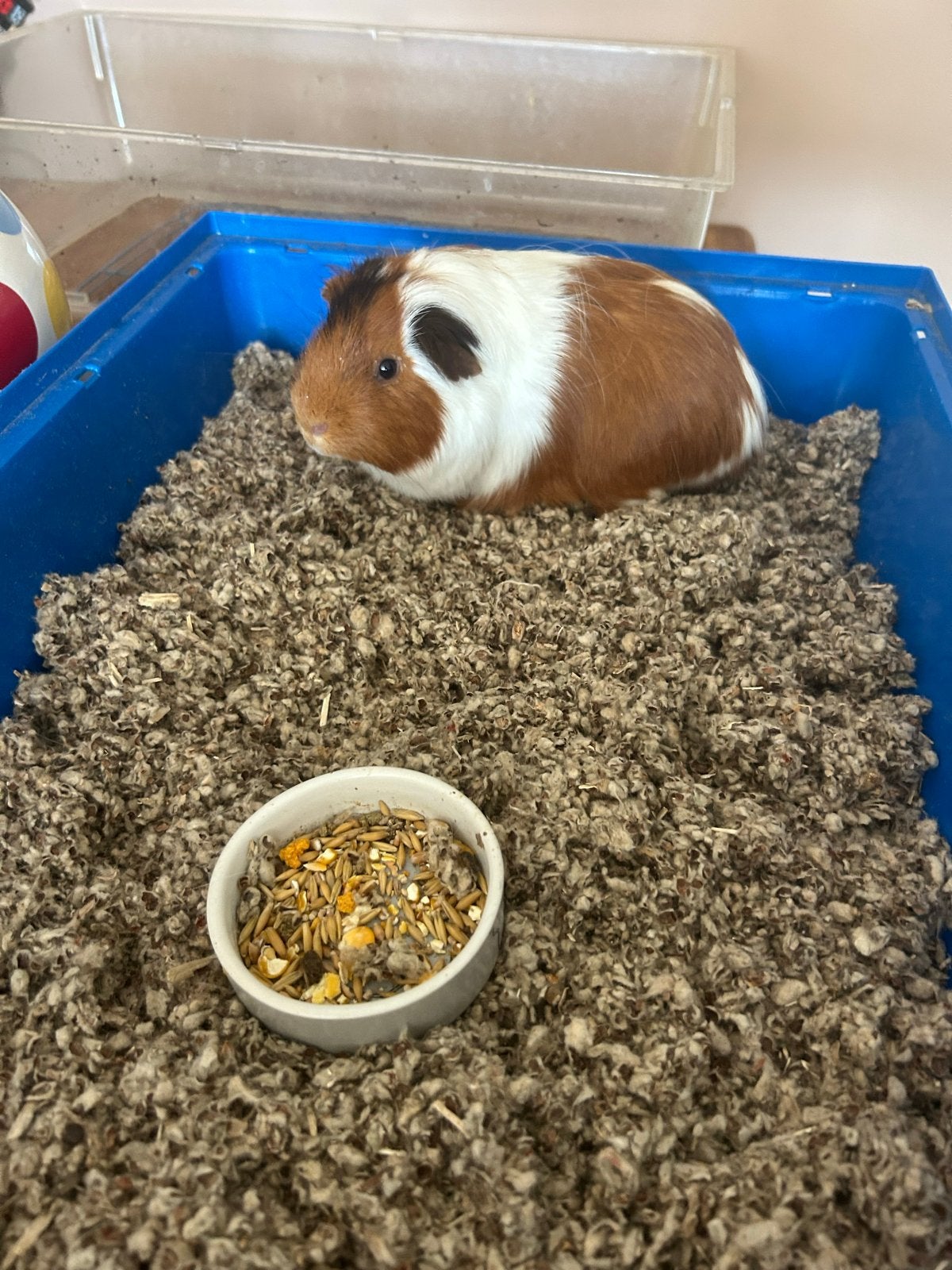Cavia te koop!, Cavia, Mannelijk, Januari, Tam