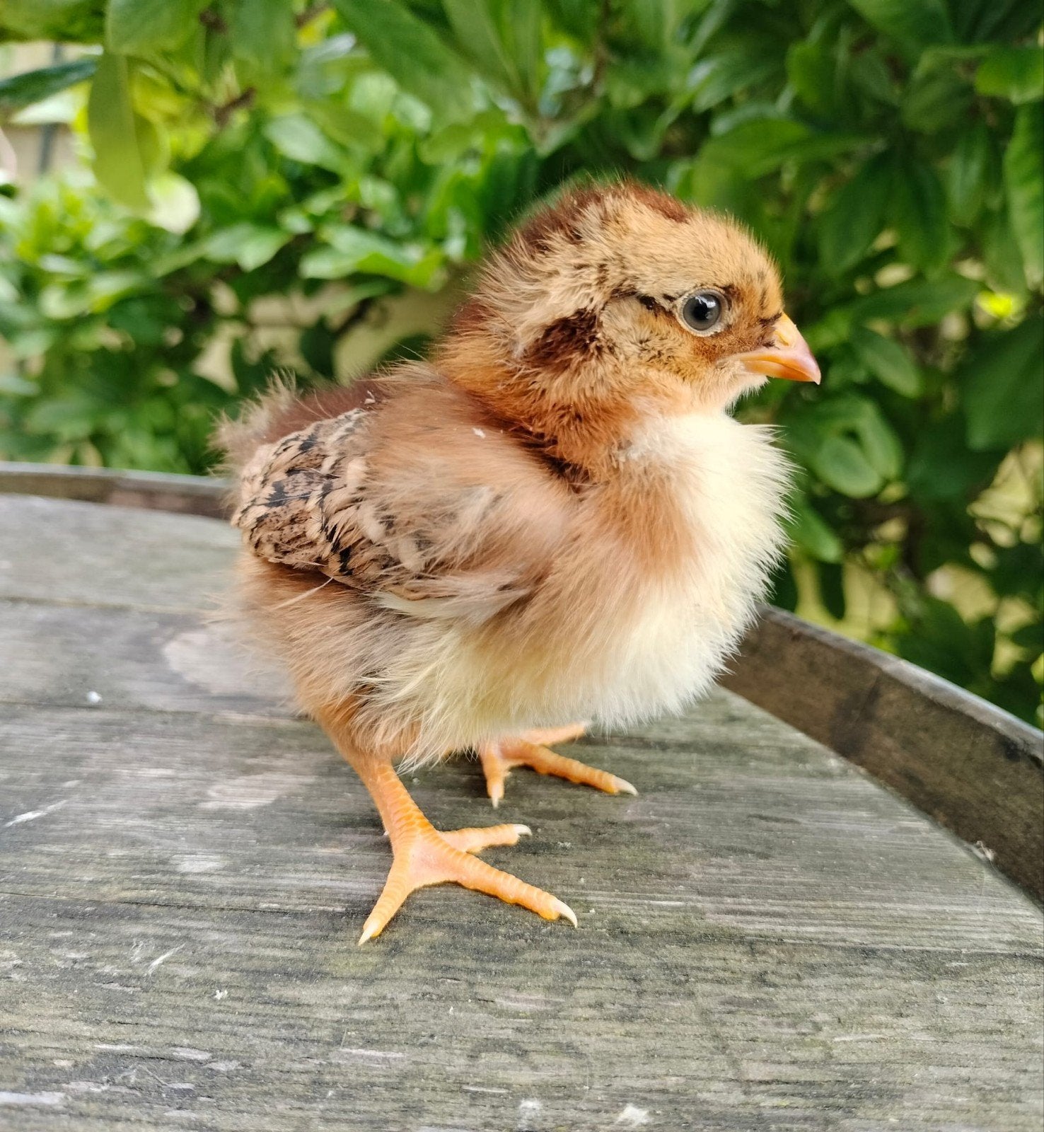 Serama kriel hennetjes, gesexst kuikens, Dieren en Toebehoren, Pluimvee, Vrouwelijk, Kip