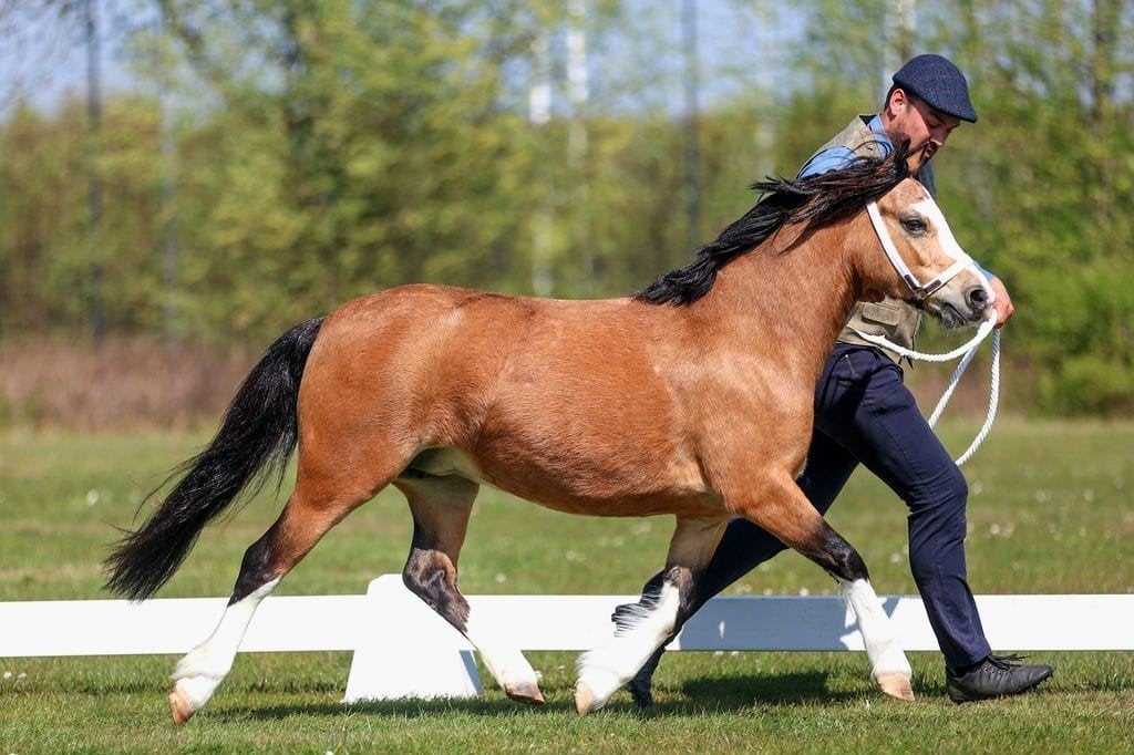 valk welsh merrie, Merrie, Met stamboom, 7 tot 10 jaar, B pony (1.17m tot 1.27m)