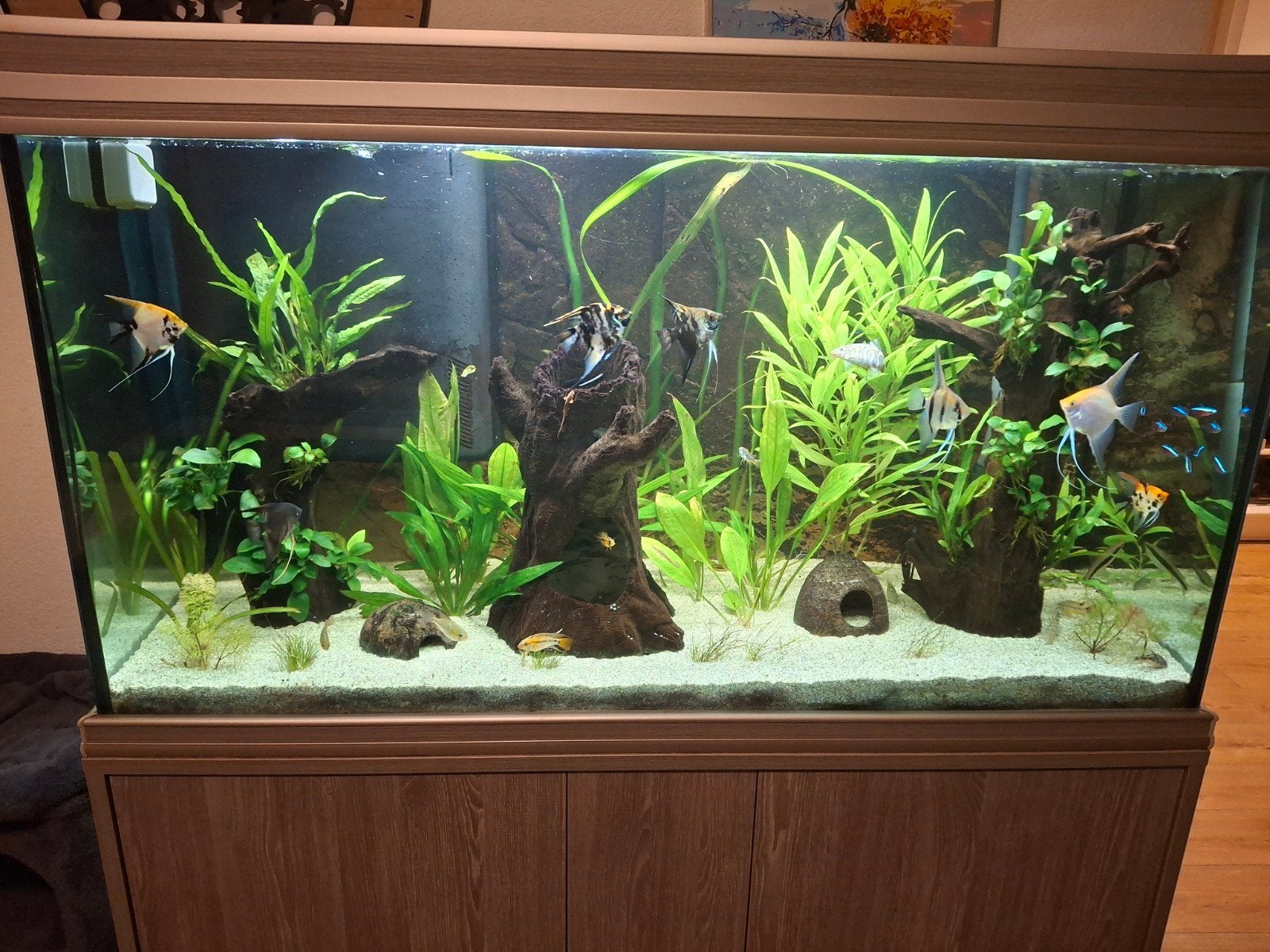 aquarium aqualantis, Ophalen, Gevuld zoetwateraquarium