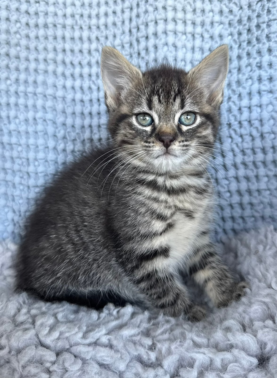 Kittens op zoek naar een gouden mandje, Poes, Kortharig, 0 tot 2 jaar