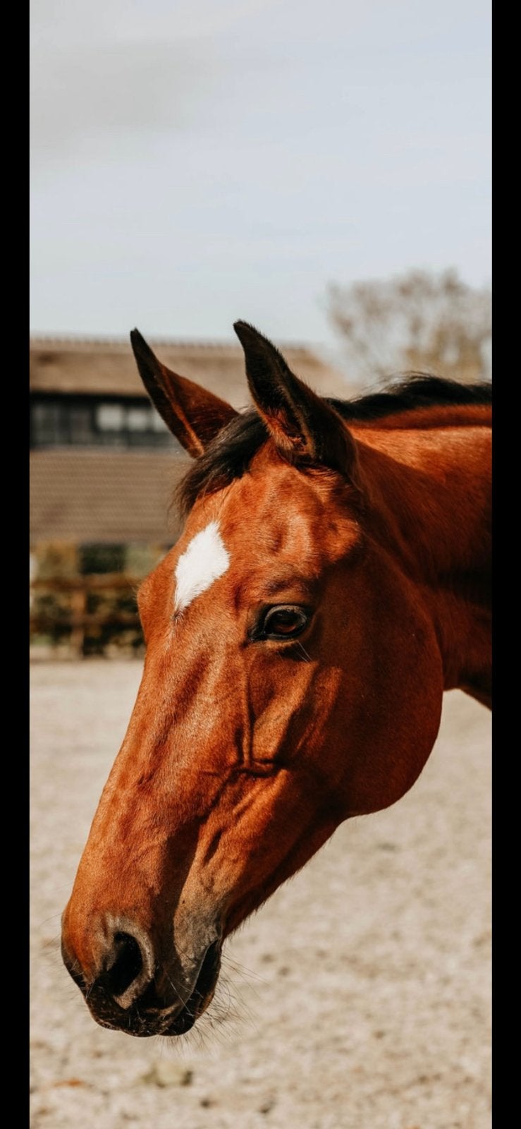 Paard te koop., Merrie, B, Recreatiepaard, 11 jaar of ouder