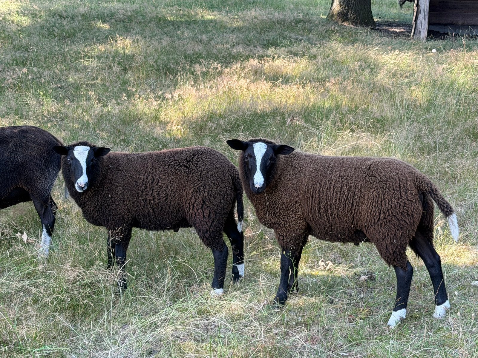 Zwartbles dekrammen, Mannelijk, Schaap