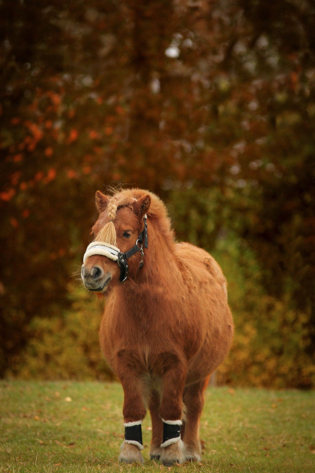 Stalling gezocht voor shetlander, Stalling, 1 paard of pony