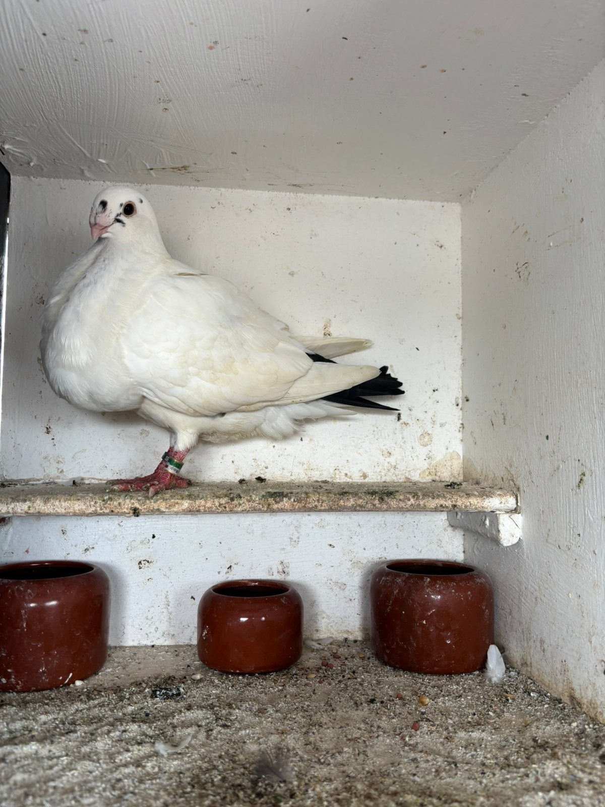 Valenciana jong, Dieren en Toebehoren, Mannelijk, Kropper