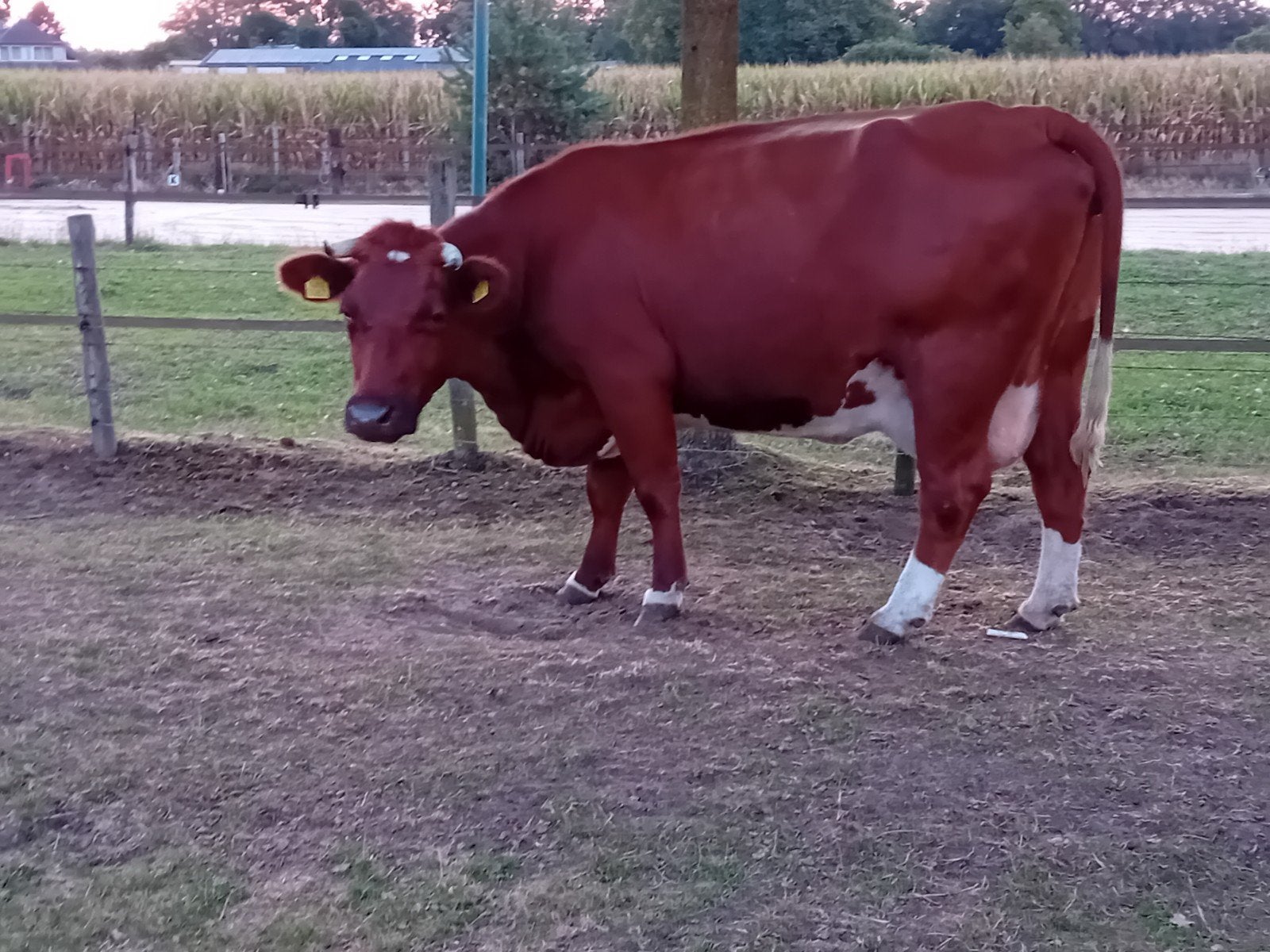 brandrode koe met vaarskalf en brandrode vaars en mrij vaars, Dieren en Toebehoren, Vrouwelijk