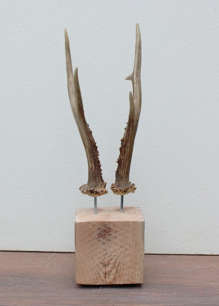 Zesender REE GEWEI paar op stevige houten sokkel (ref. 2), Ophalen of Verzenden, Nieuw, Hert, Gewei of Kop