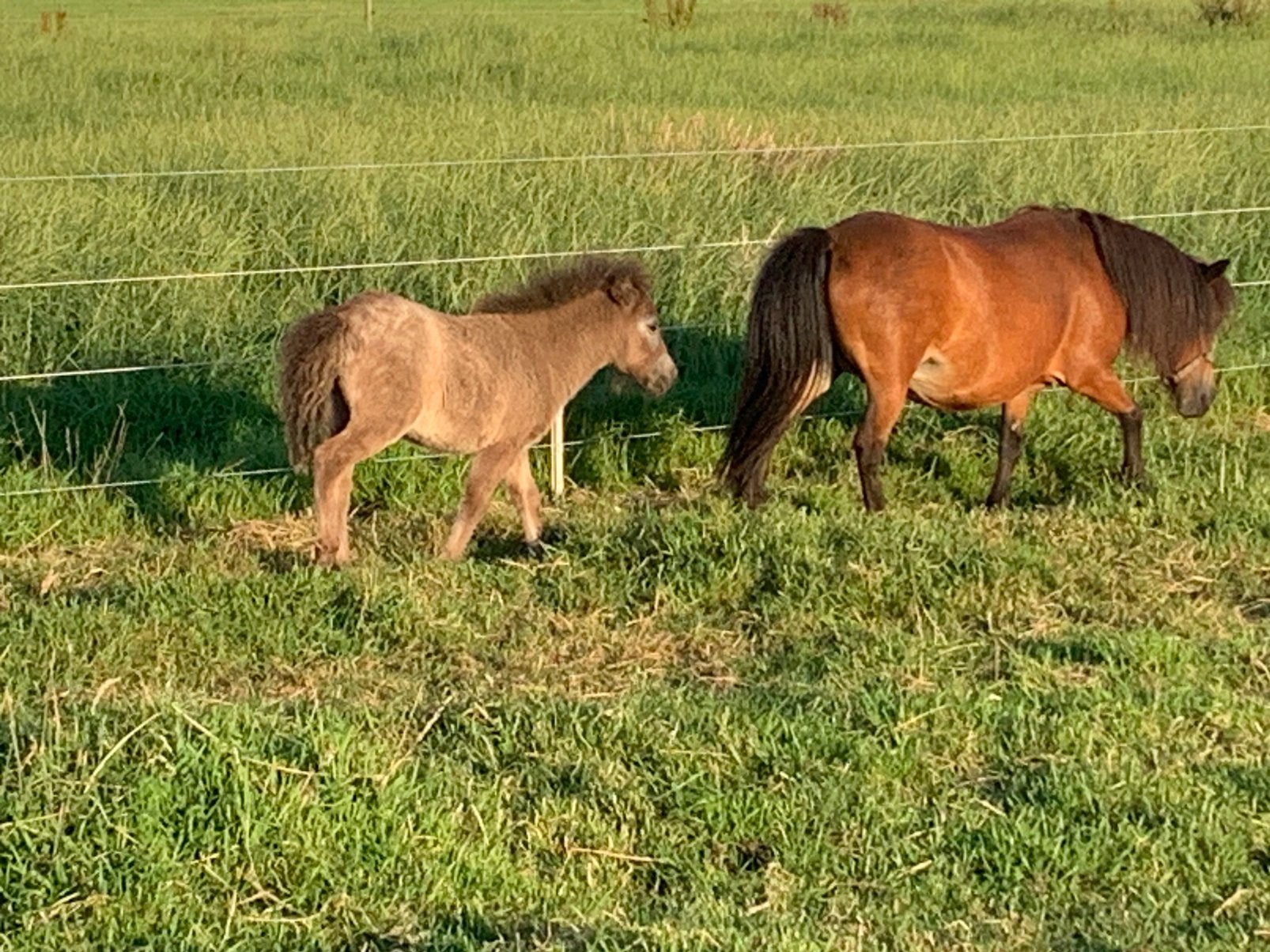 Merrie met merrie veulen!‼️, Dieren en Toebehoren, Pony's, Merrie, A pony (tot 1.17m), Gechipt, Onbeleerd