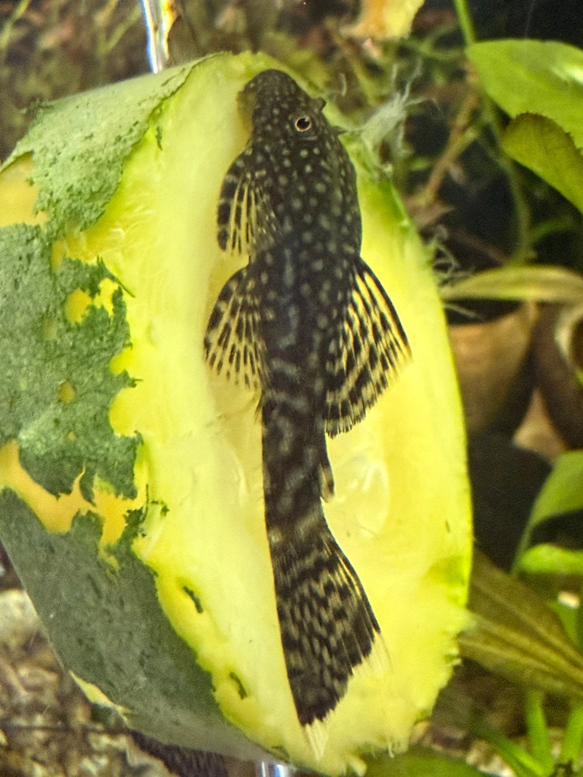 Ancistrus borstelneus plecos, Vis