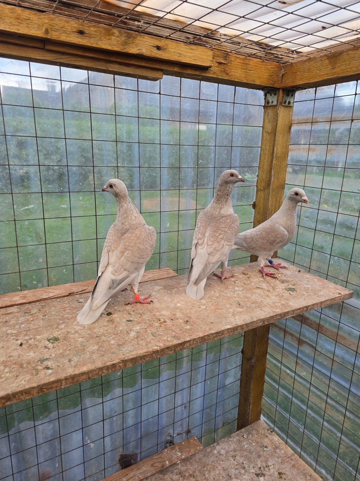 Reduced postduiven duiven te koop, Vrouwelijk, Postduif