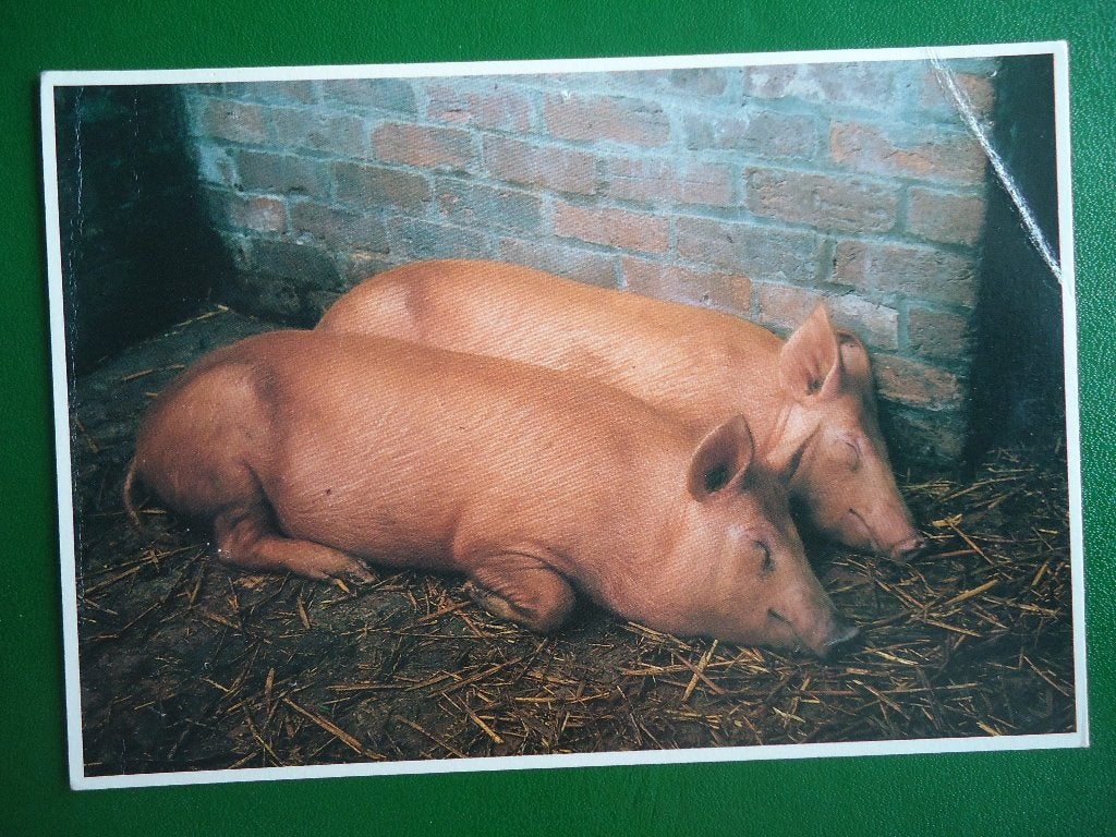 (1999) Dierenkaart: VARKENS, Verzenden, 1980 tot heden, Gelopen, Overige soorten