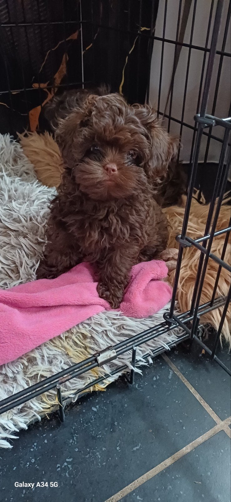 toy poedel. keer. chitzhu, Poedel, 8 tot 15 weken, Teef, Eén hond