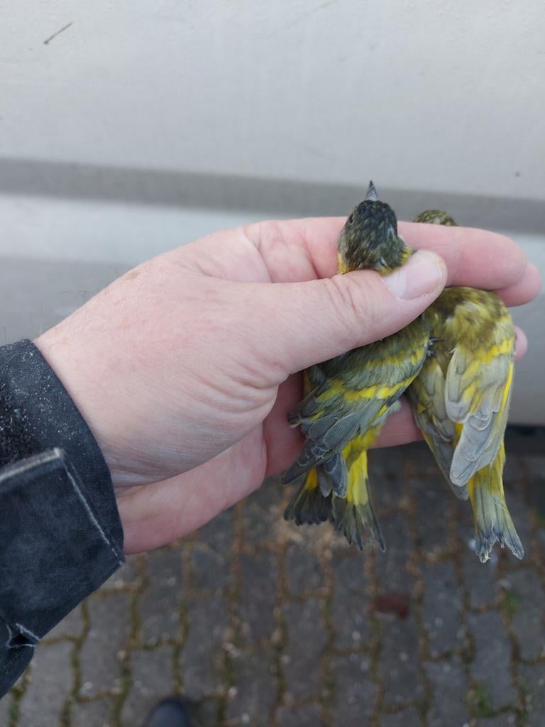 Gezocht roelroel , duiven , kleine tropen, Meerdere dieren, Parkiet