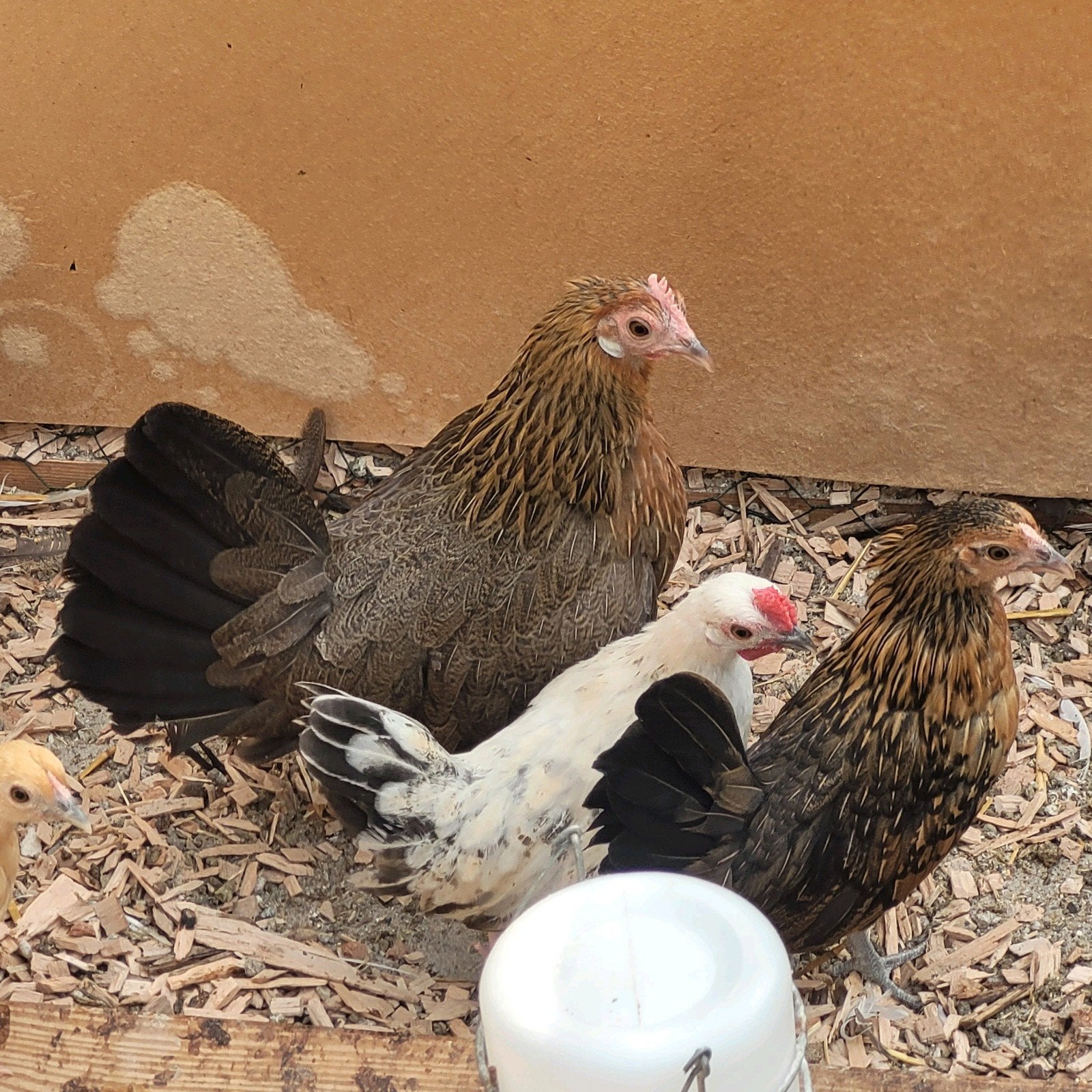 3 krielkipjes 1 haantje, Dieren en Toebehoren, Pluimvee, Meerdere dieren, Kip