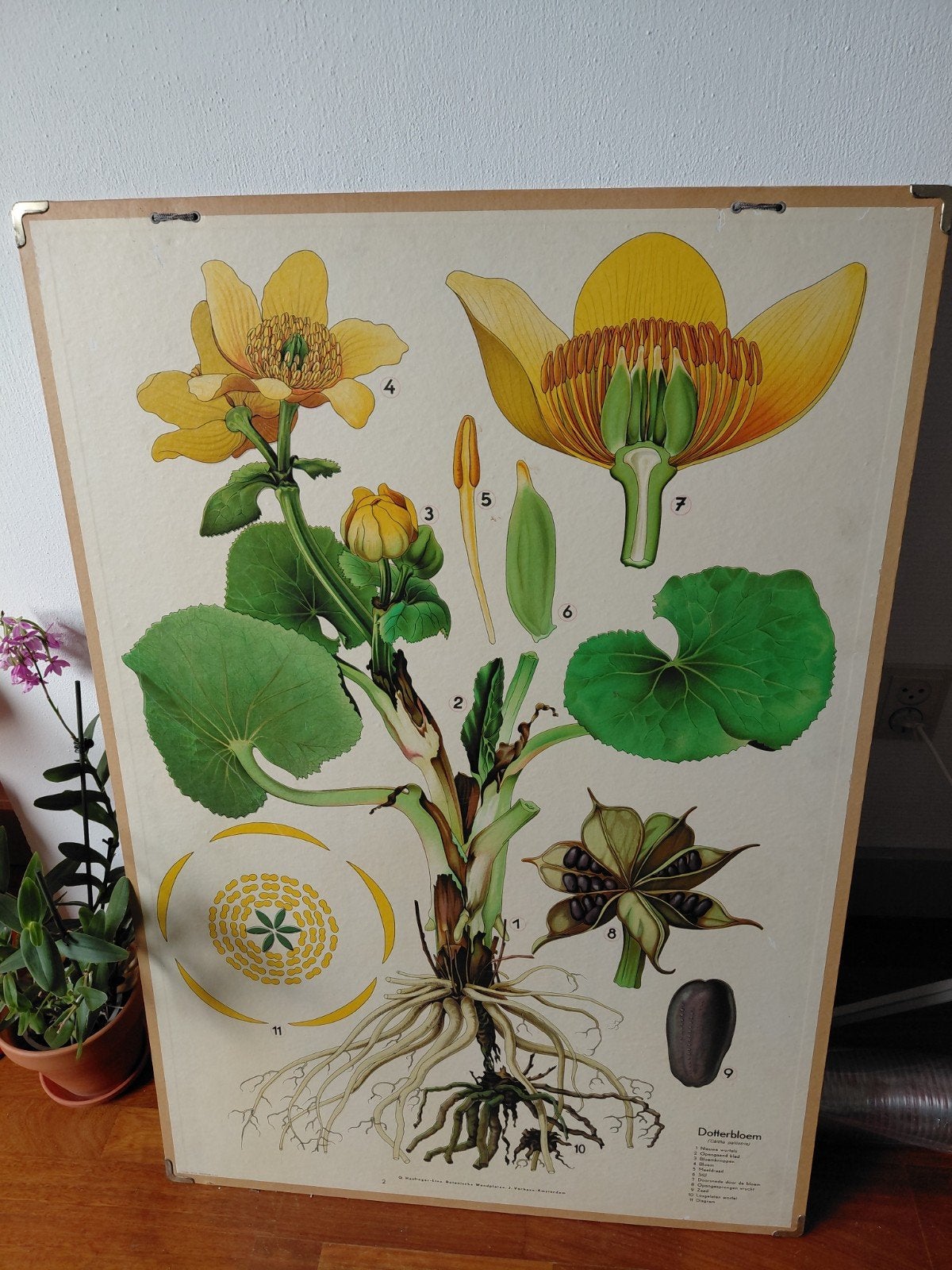 8 oude schoolplaten met planten en bloemen!


Let op, de paa, Ophalen, Natuur en Biologie