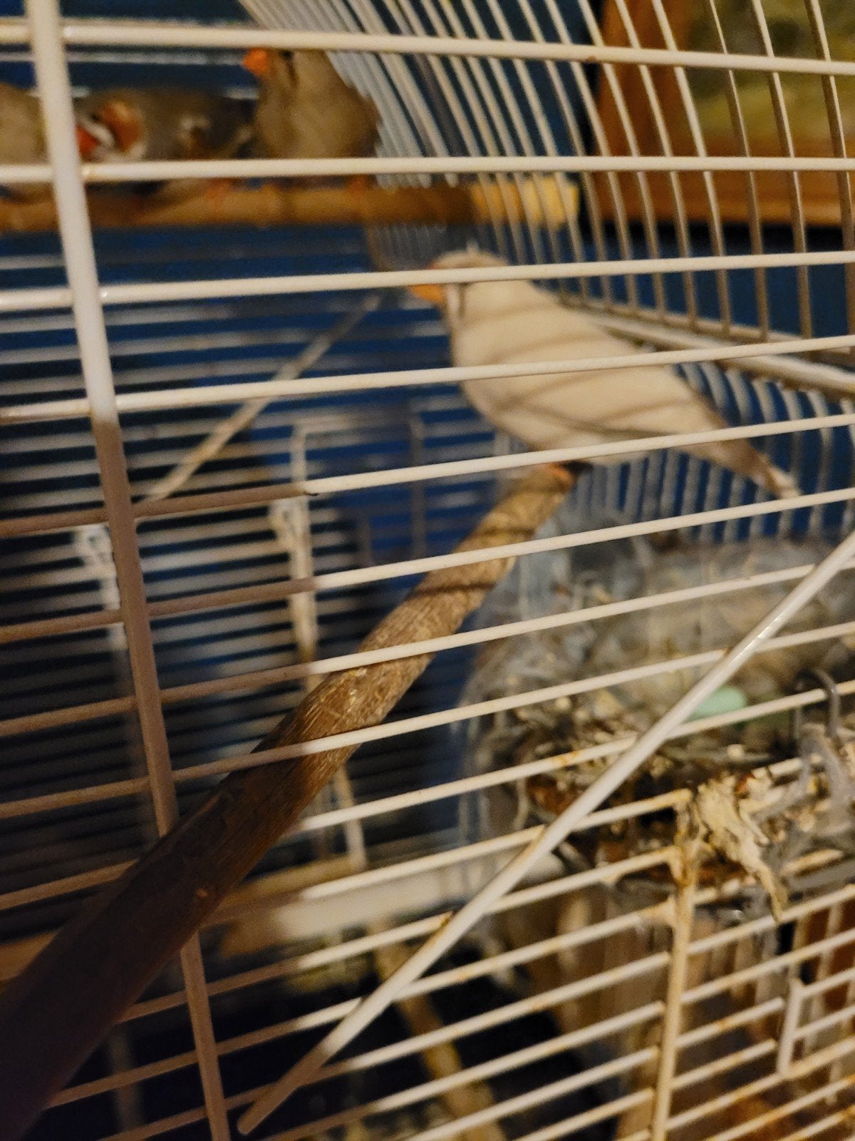 zebravinken, Dieren en Toebehoren, Ophalen, Zo goed als nieuw, Metaal, Vogelkooi