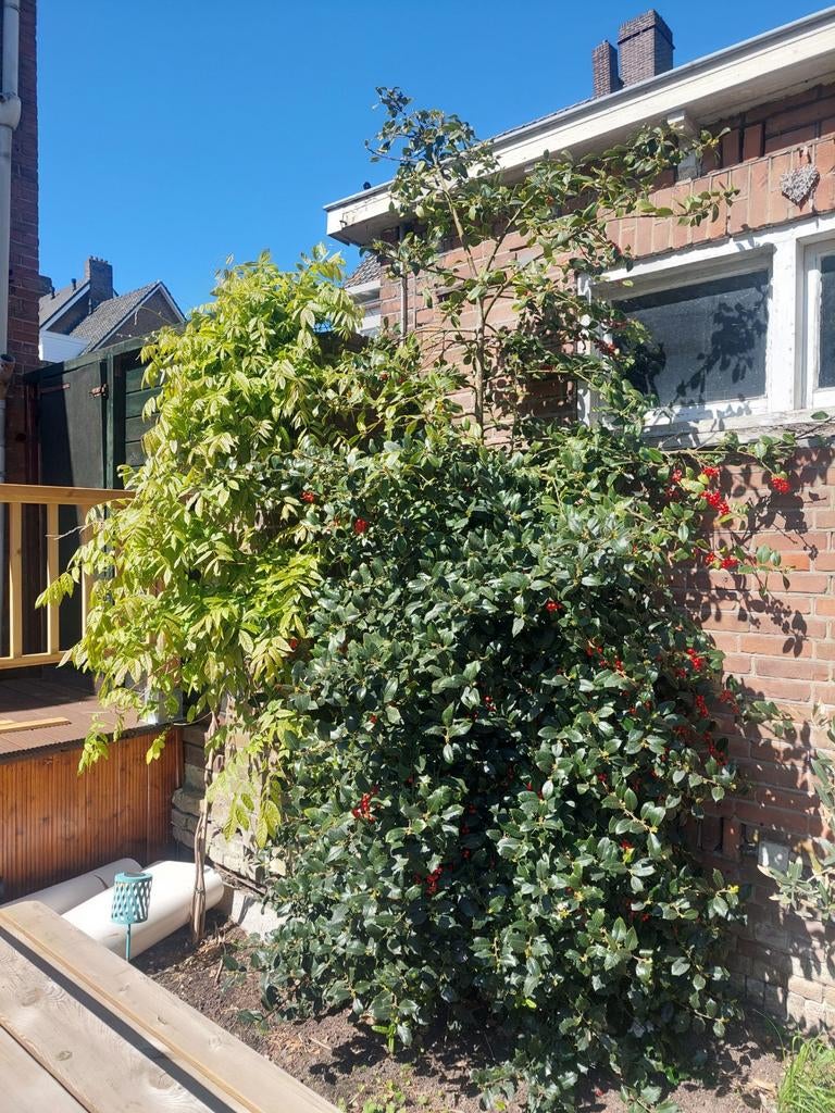 Hulst - Gratis op te halen, zelf uitgraven, Ophalen, Halfschaduw, Overige soorten, 250 tot 400 cm