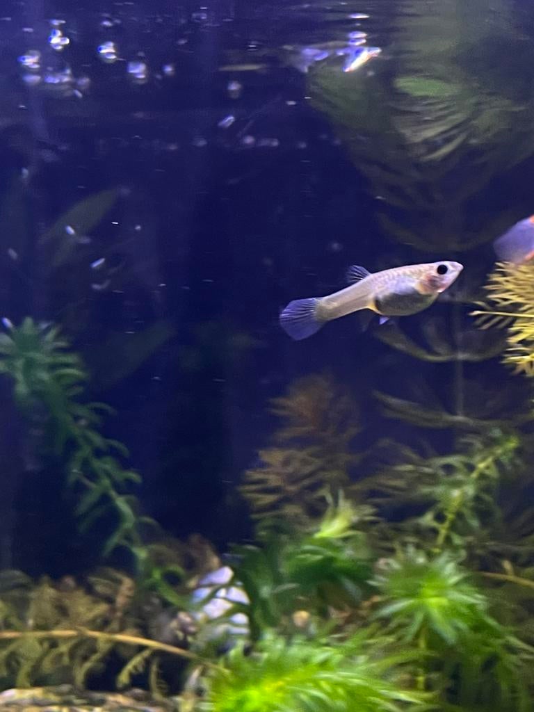 Zwangere guppy gratis afhalen, Dieren en Toebehoren, Vissen | Aquariumvissen, Vis