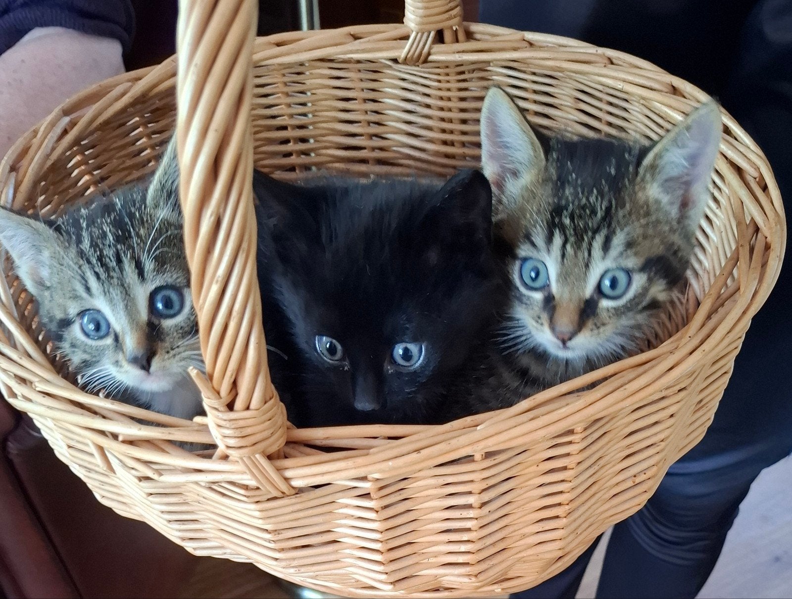 2 Lieve kittens., Dieren en Toebehoren, Meerdere dieren
