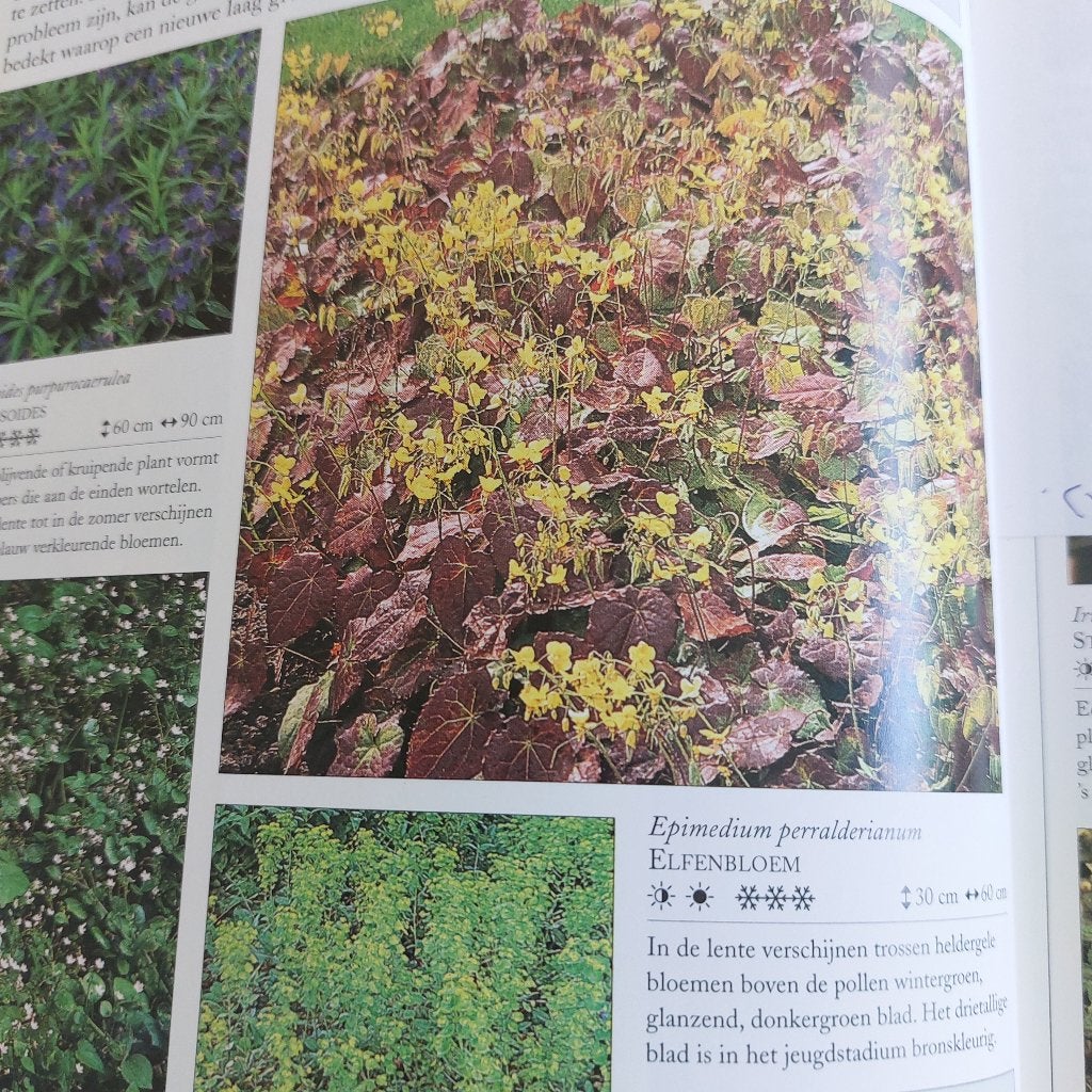 Elfenbloem perralderianum, droge grond, onder bomen, Ophalen, Bodembedekkers, Vaste plant, Halfschaduw