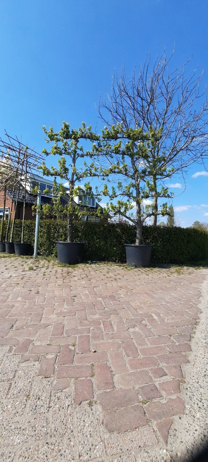 Oude karakteristieke doyenne du comice Leipeer in pot, Leiboom, Ophalen of Verzenden, Lente, 250 tot 400 cm
