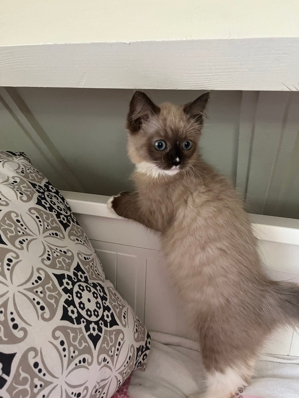 Ragdoll kitten poesje laatste, Poes, Ontwormd, 0 tot 2 jaar