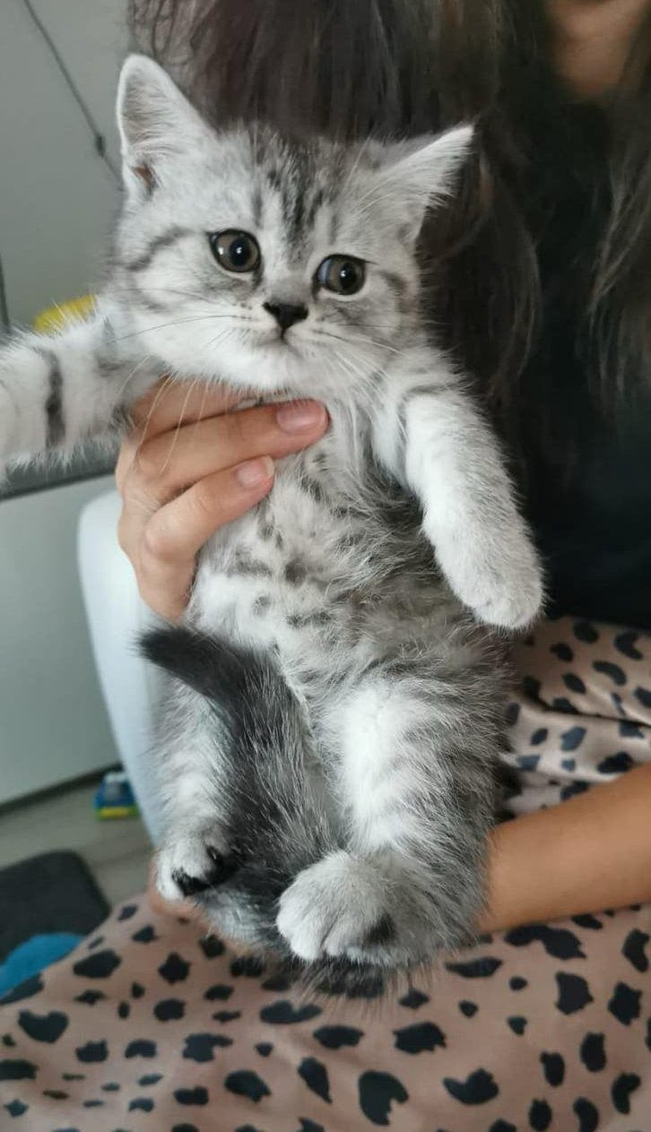 Britse Korthaar katertje, Kater, Ontwormd, 0 tot 2 jaar