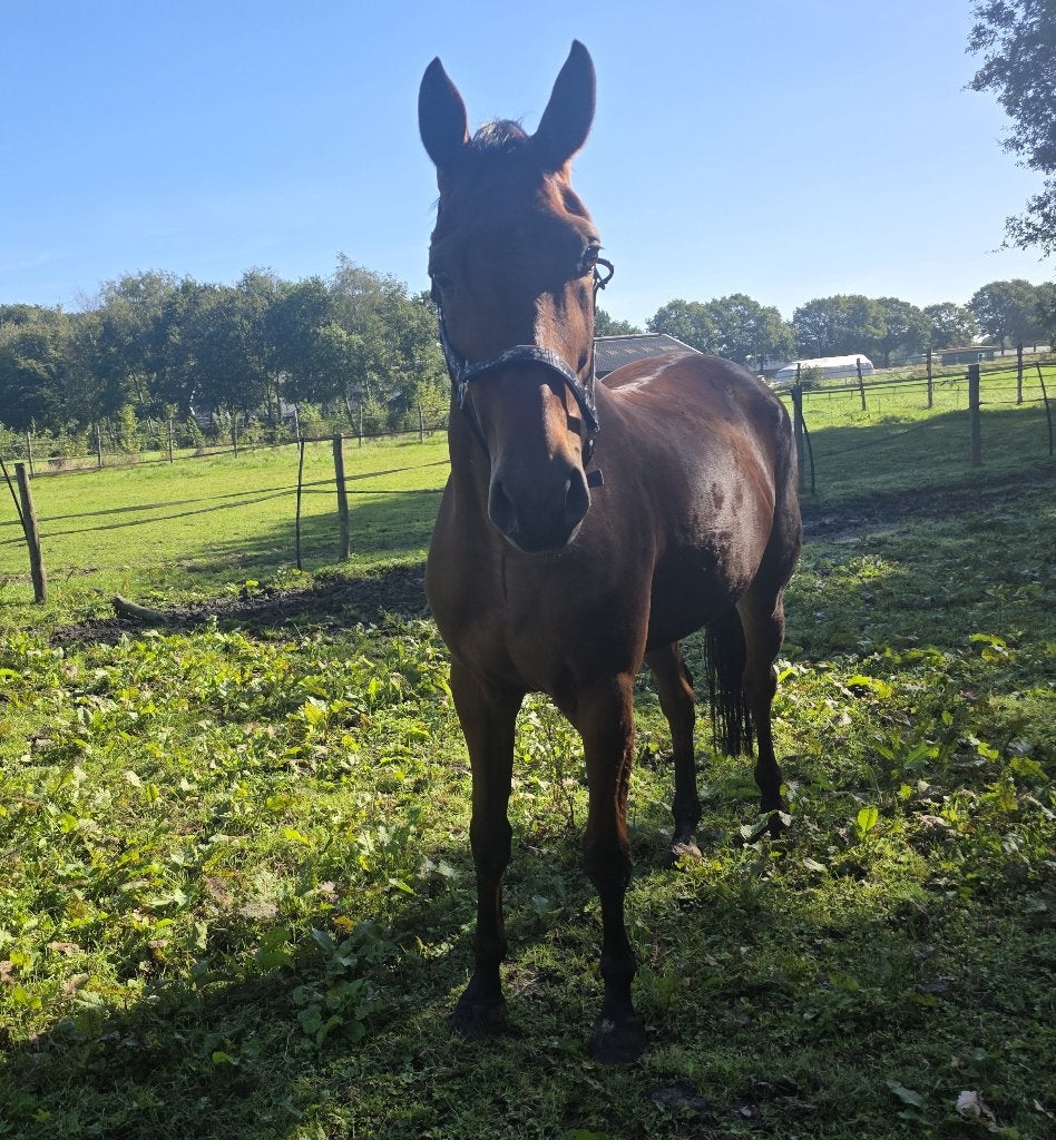 Te koop 7 jarige  spring gefokte KWPN  ruin, Dieren en Toebehoren, Springpaard, Ruin, 7 tot 10 jaar, 160 tot 165 cm